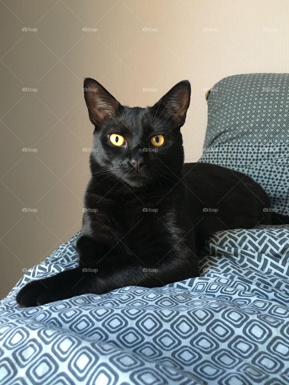 Black cat pose
