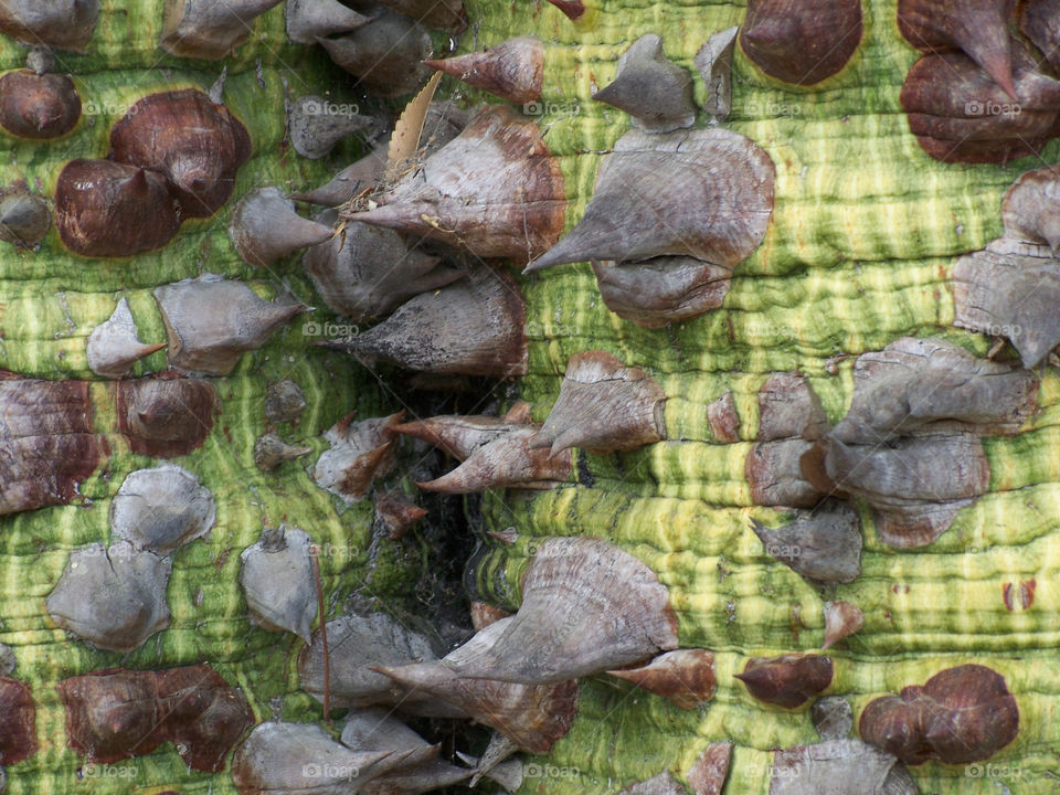Thorns of the Kapok tree