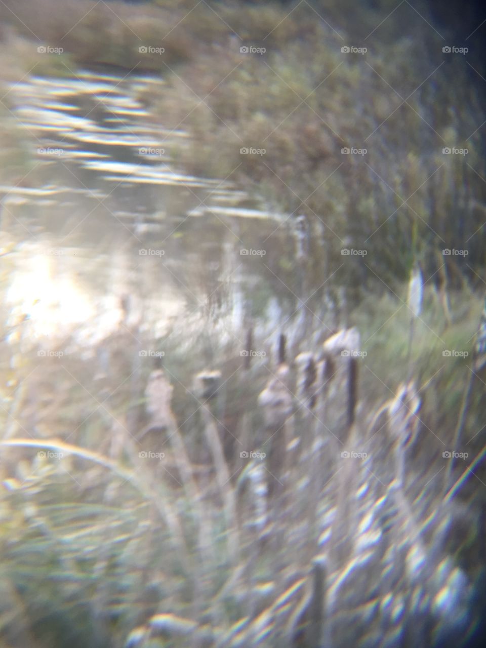 Quiet little marsh with cat tails on a beautiful fall day
