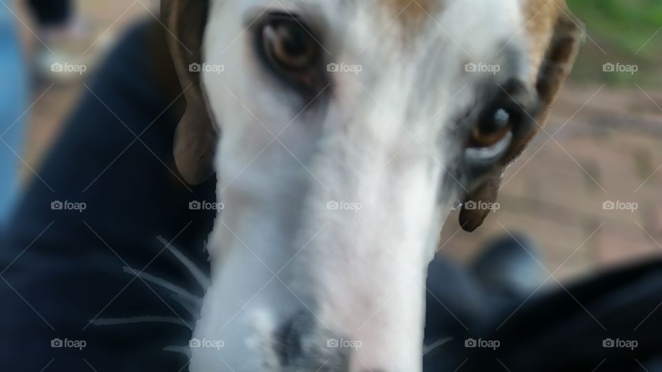 You ain't nothin but a hound dog