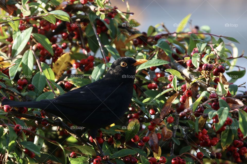 male blackbird