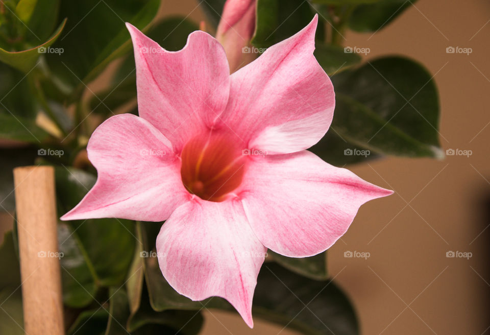 Pink Flower