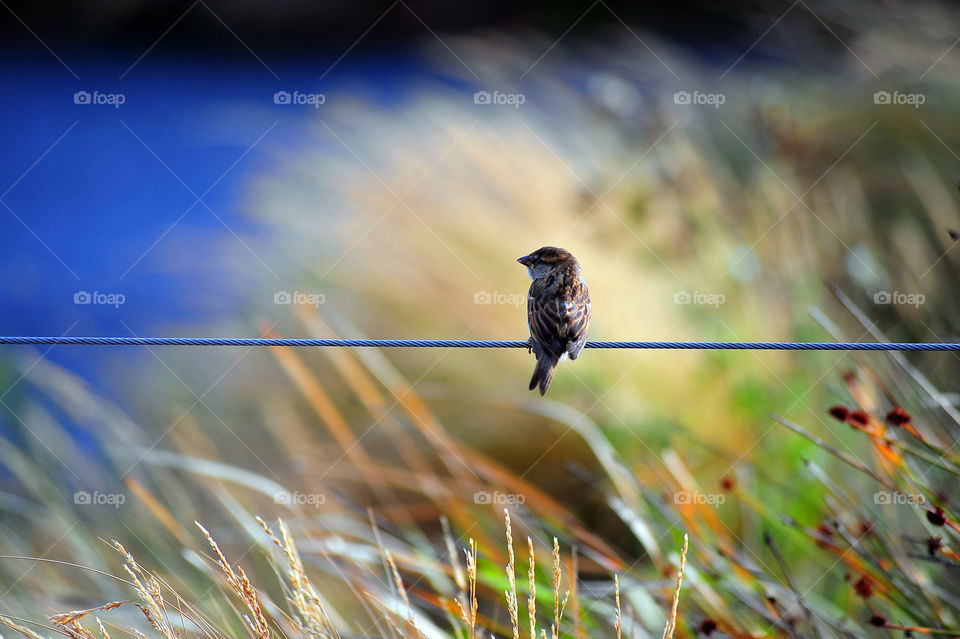 Bird perching on rope
