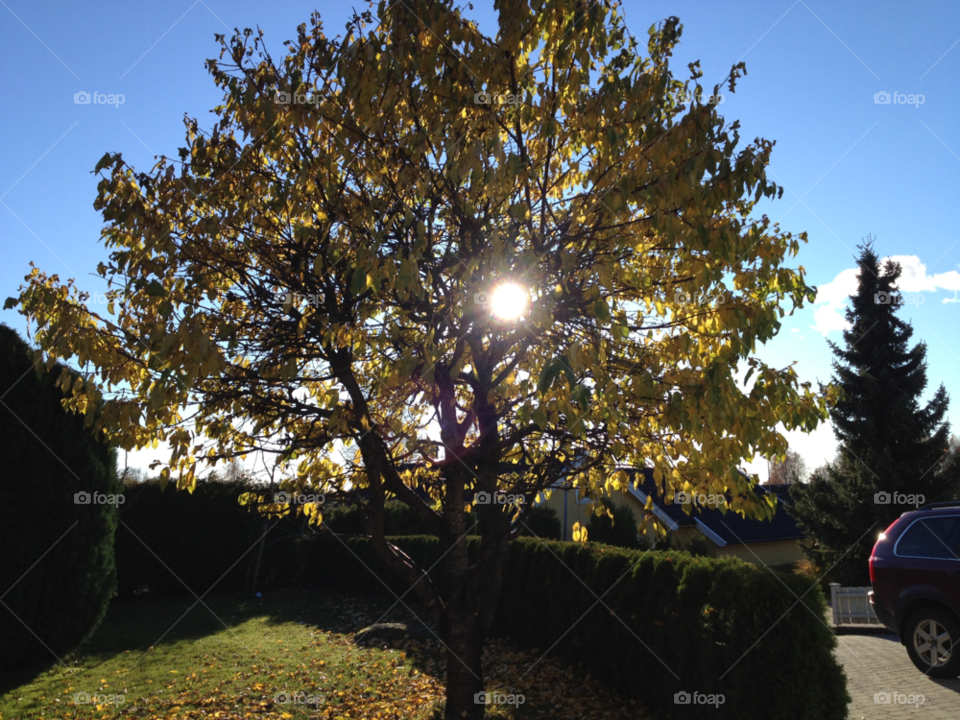 landscape norway tree sun by dollis