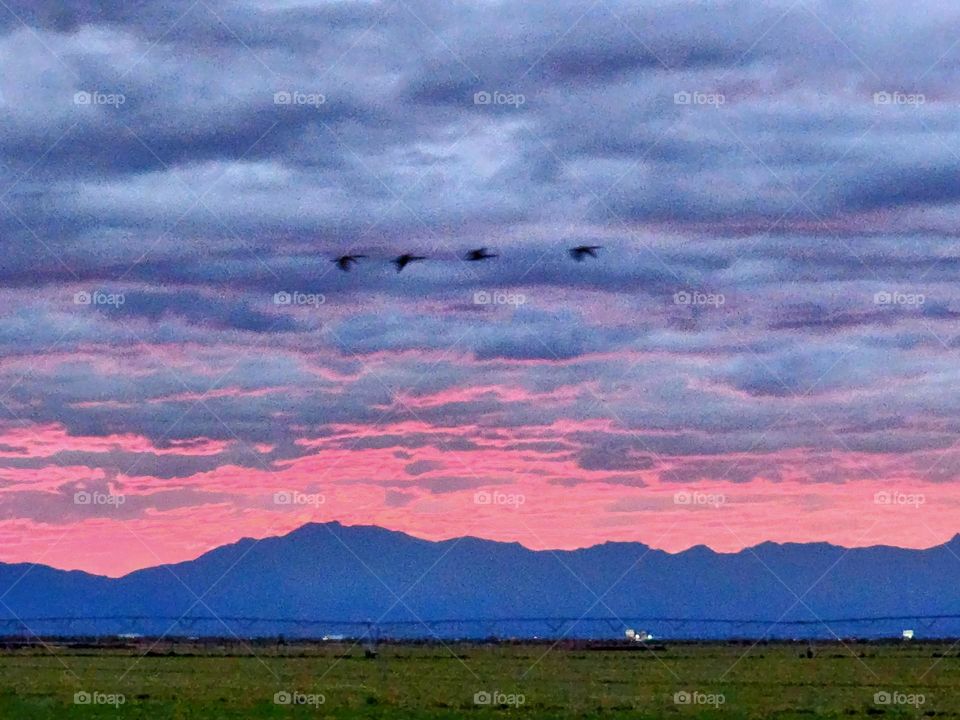 Geese fly through a beautiful and vibrant sunset oblivious to the special pink sky
