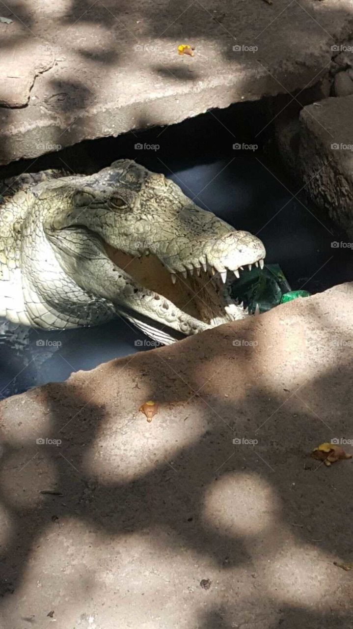 The first crocodiles appeared more than 200 million years ago. During our vacation this crocodile met Africa Gambia.