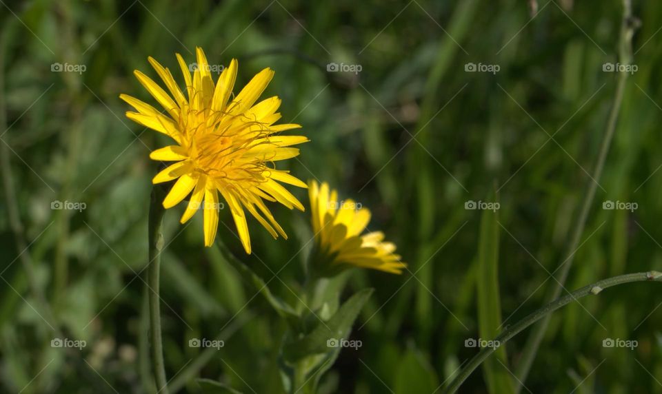 two yellow flowers