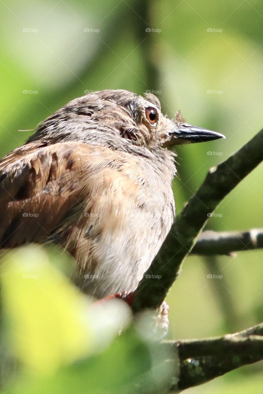 Dunnock 