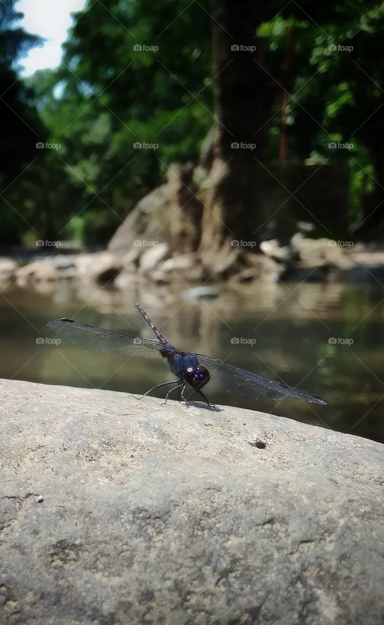flight