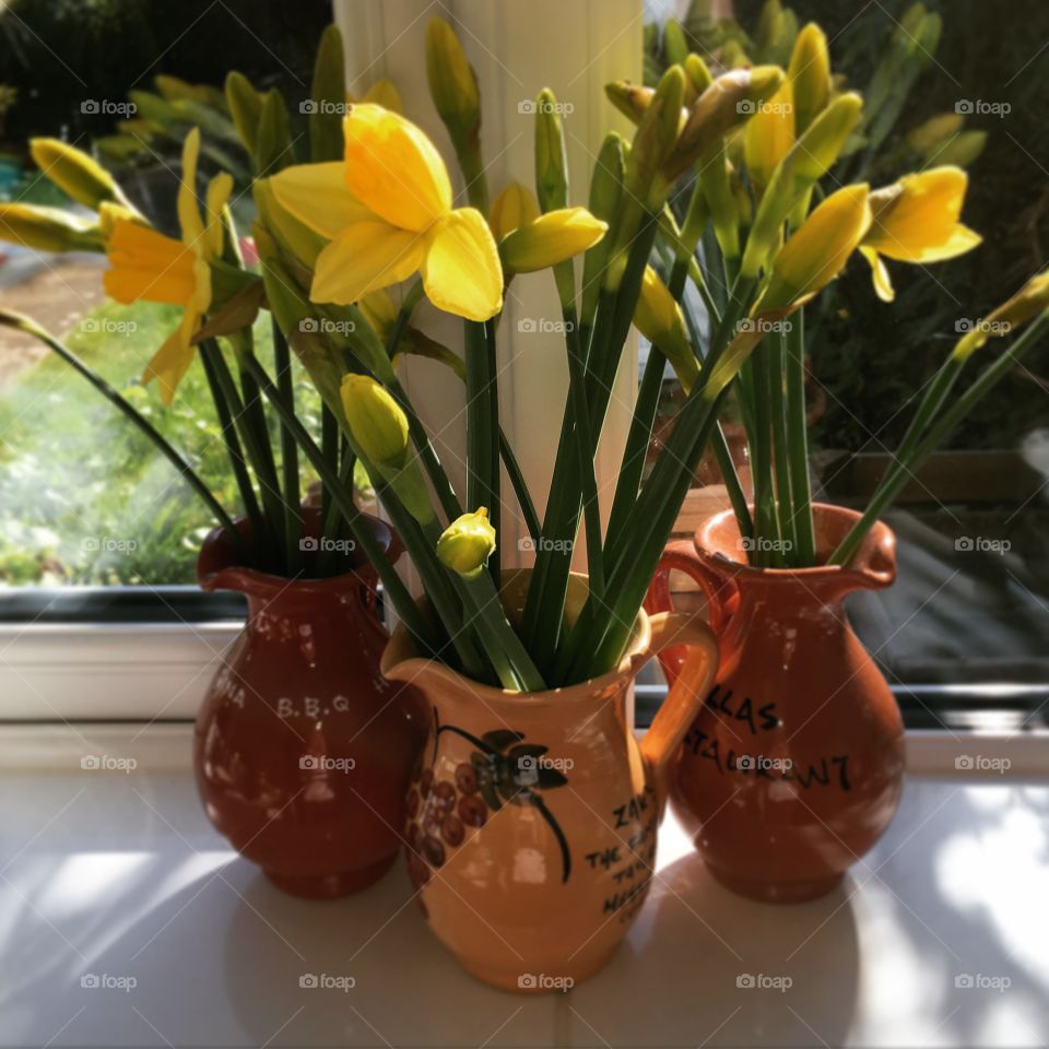 Springtime daffodils in Greek carafes