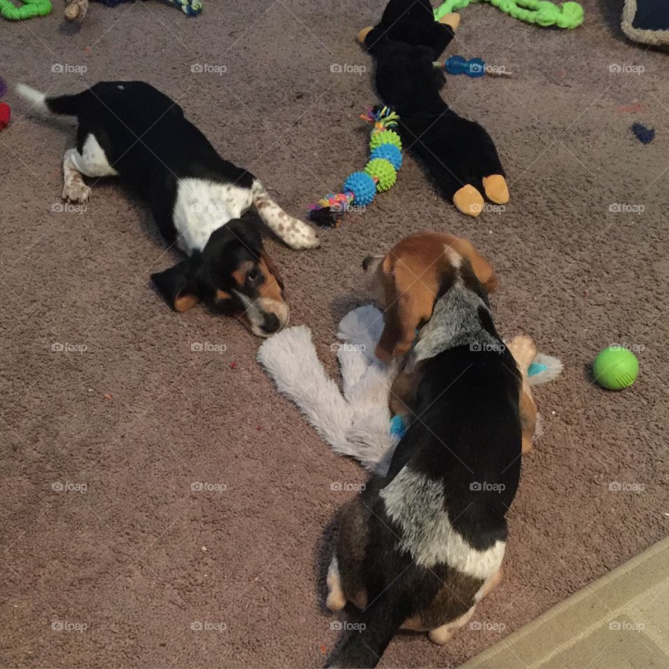 The girls playing with their elephant toy