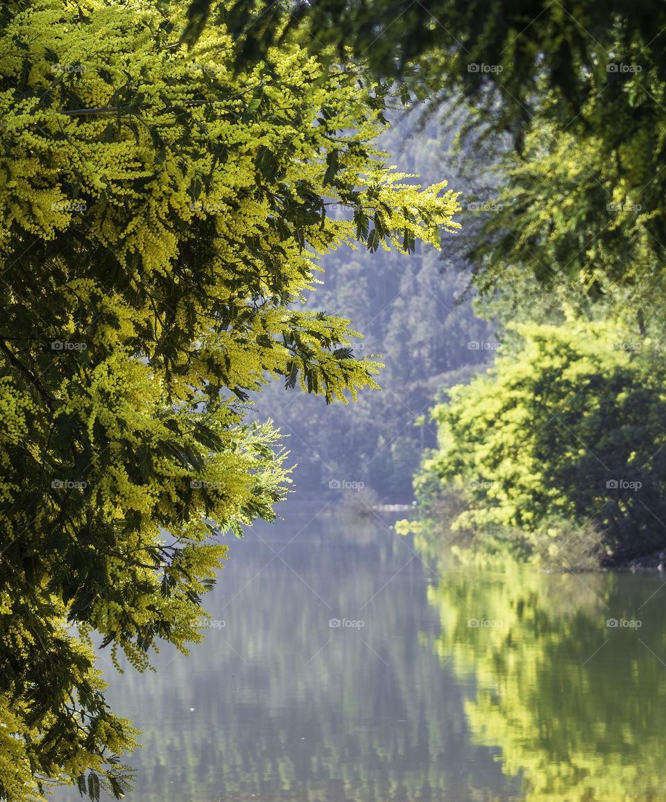 Bright yellow mimosa trees reflecting in the river
