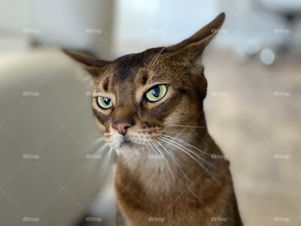 Foap Mission Furry Friends! Expressive Cats, He’s Saying “Are You Kidding Me, I Want The Meat Food!