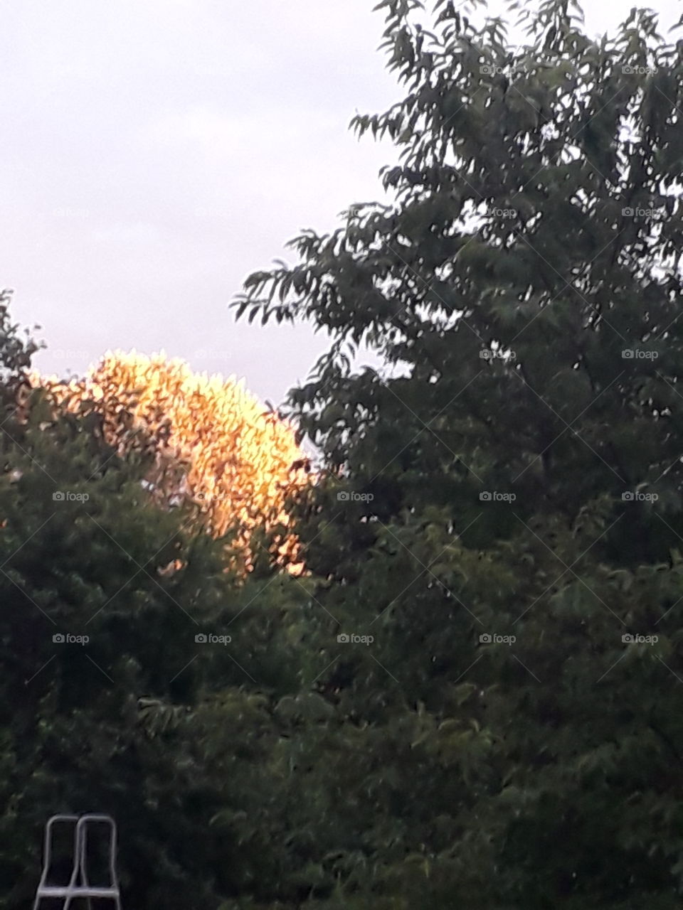 glowing tree at sunset