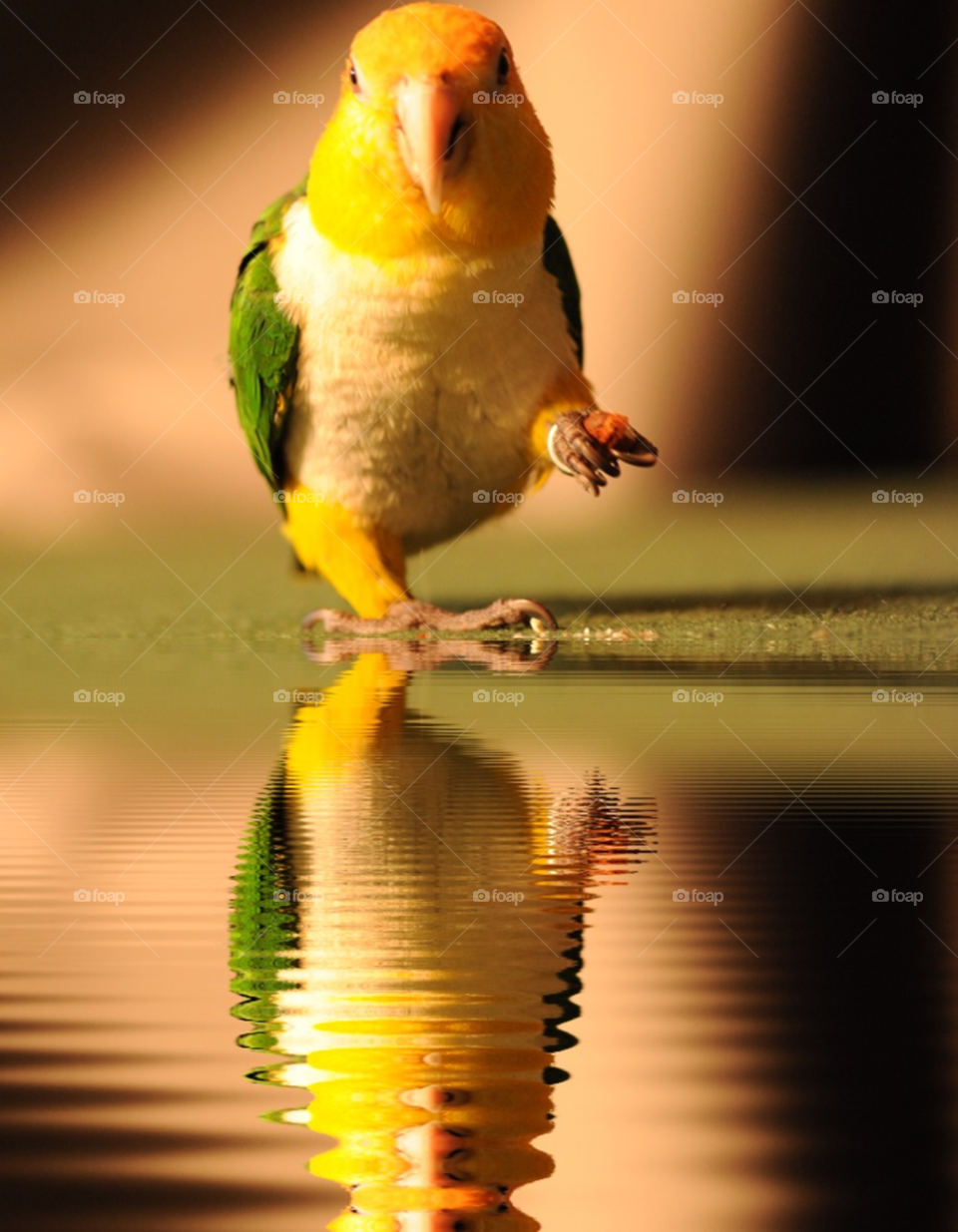 water cool bird pet by lightanddrawing