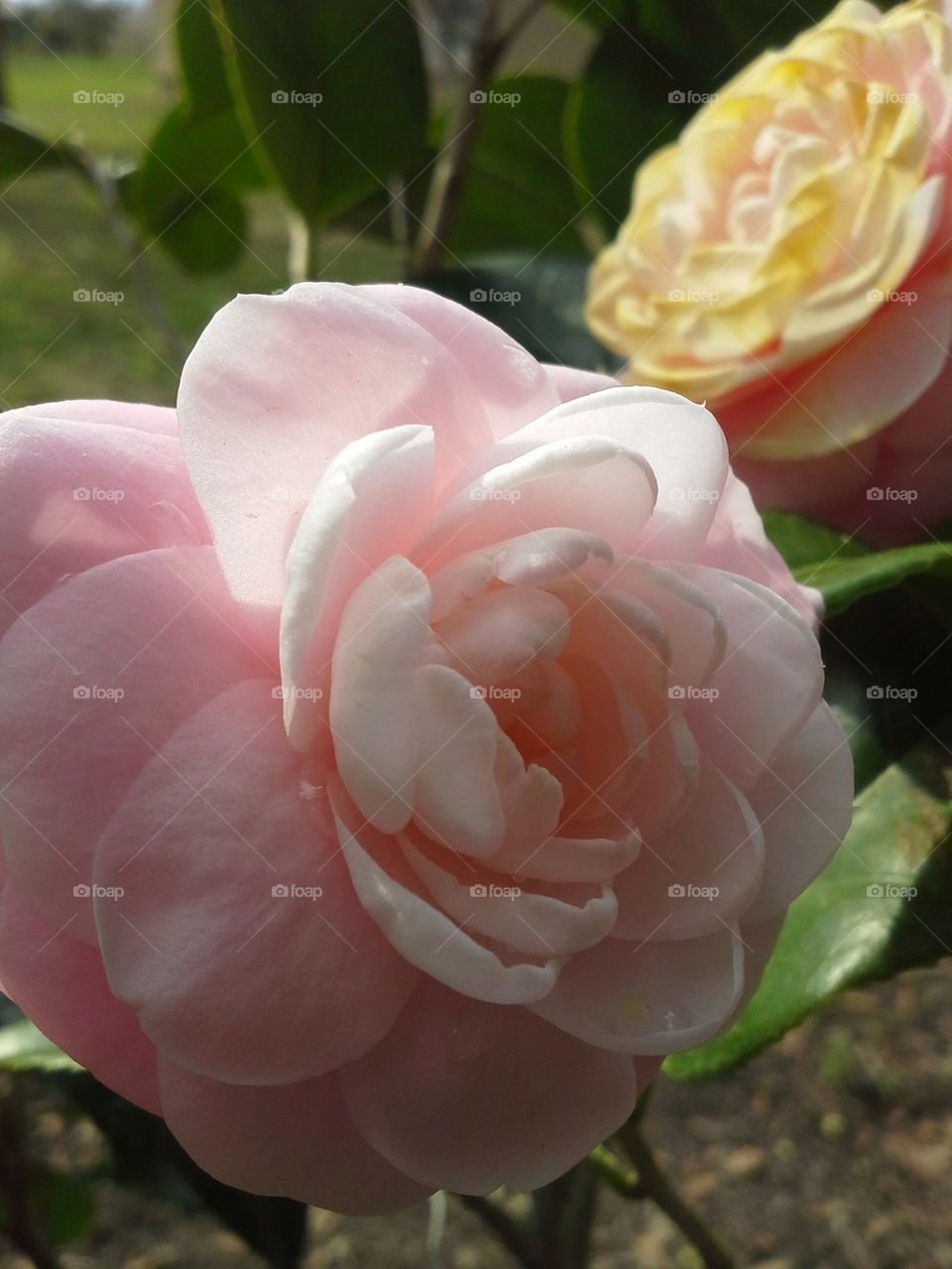 Camellia 3