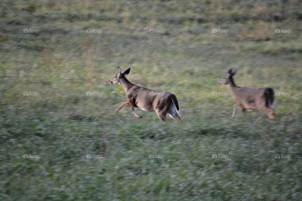 Life in Motion - Two young doe deer run off through a field of tall grass for safety from people