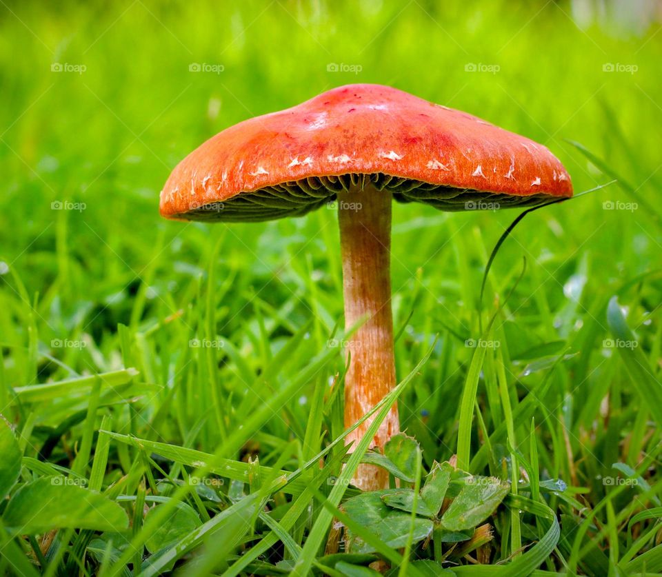 Mushroom after rain