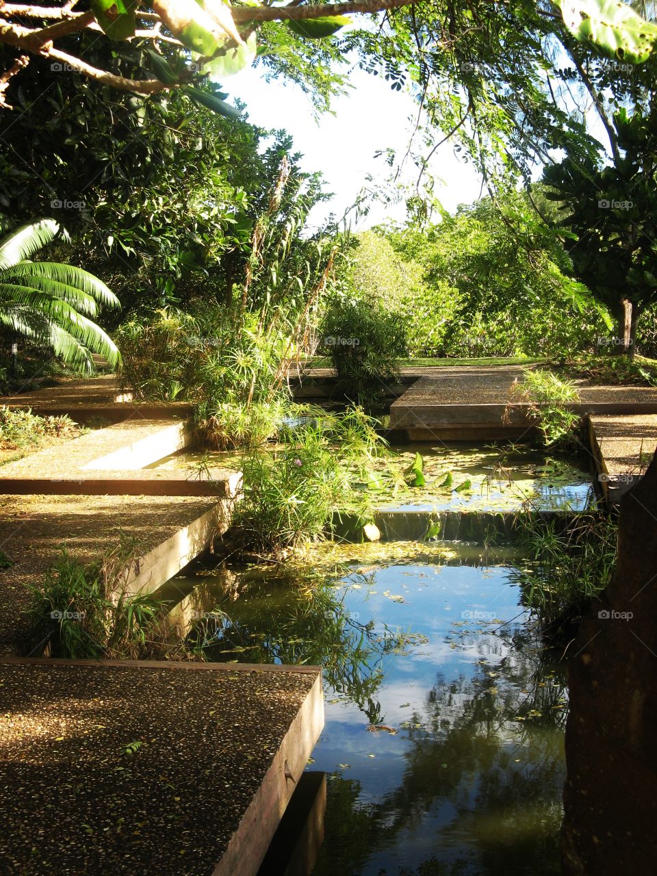 Nature design new Caledonia