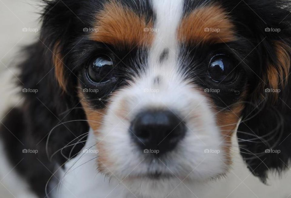 Walter the puppy practising his sad eyes whilst begging for food. Does anyone feed this dog? King Charles cavalier spaniel puppy stares at camera. 