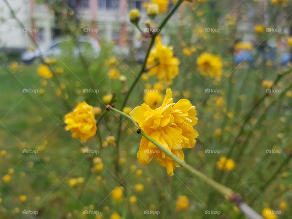 spring flowers