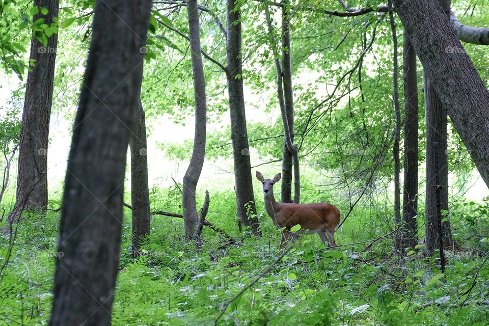 Whitetail deer stands in the forest at Yates Mill County Park, Raleigh, North Carolina.   