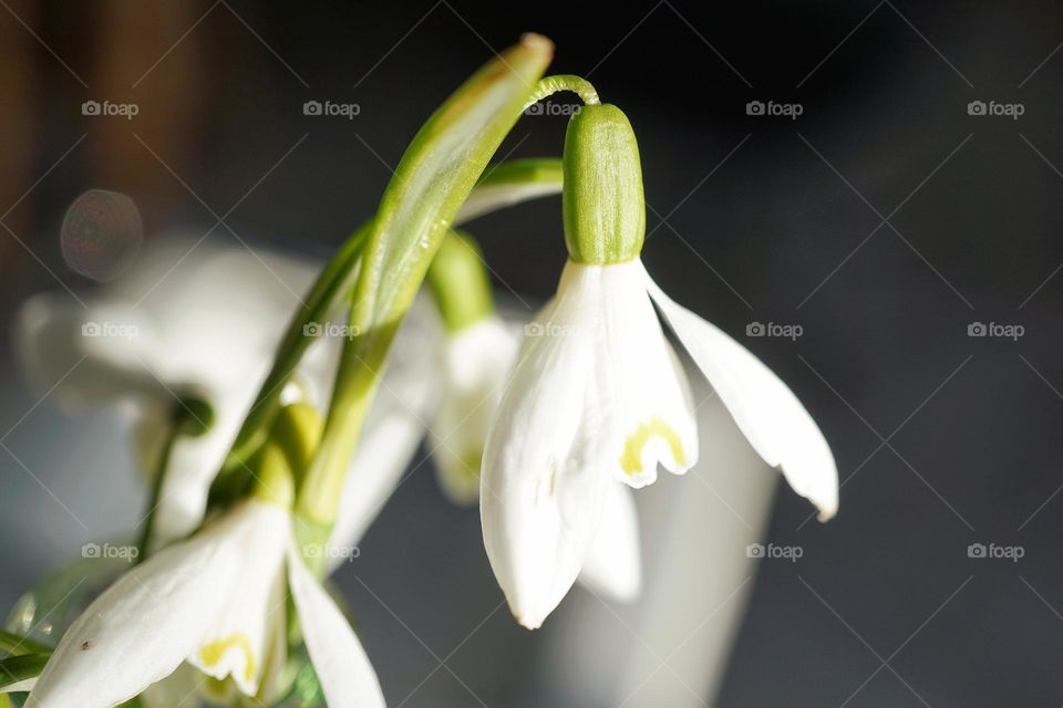 Little snowdrop bathed in Spring sunshine 