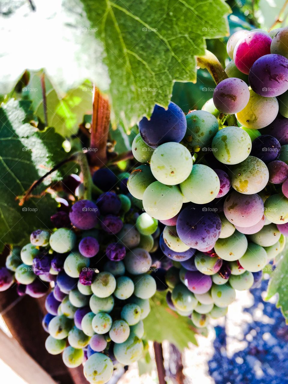 Grapes