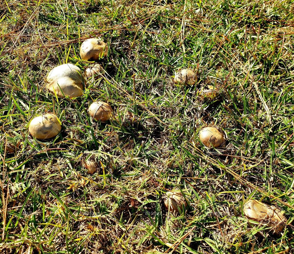 mushrooms on the flood Don't saw ...but sudently