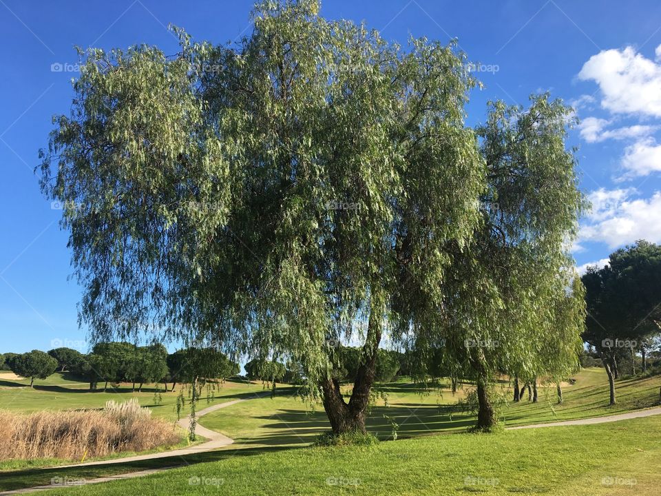 Pepper tree with always green leaves
