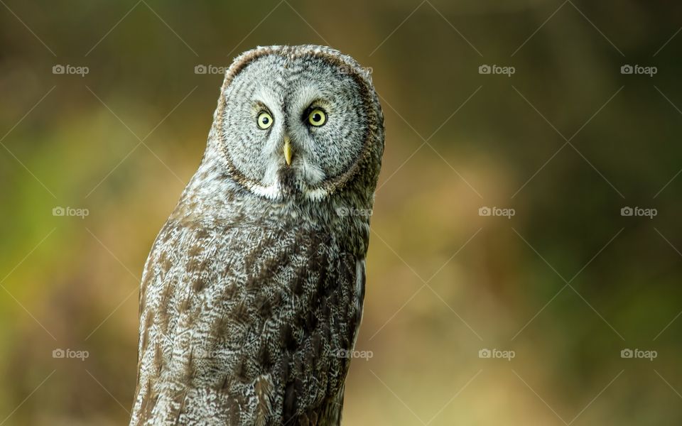 Great Grey Owl looking at camera