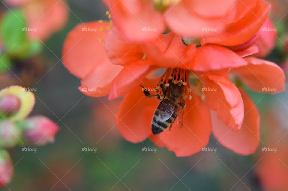 Nature in macro