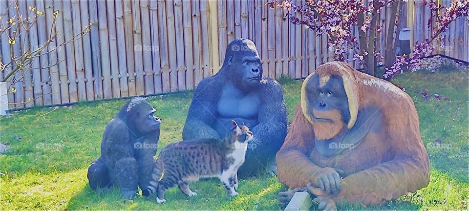 These are the monkeys sitting all together in a beautiful garden in rural „Bavaria“, Germany: „Khong“, the gorilla, his wife „Eva“ and „Larry“, the orangutan. „Roukey“, the tomcat came to visit them. 2024. Hypnotic Productions