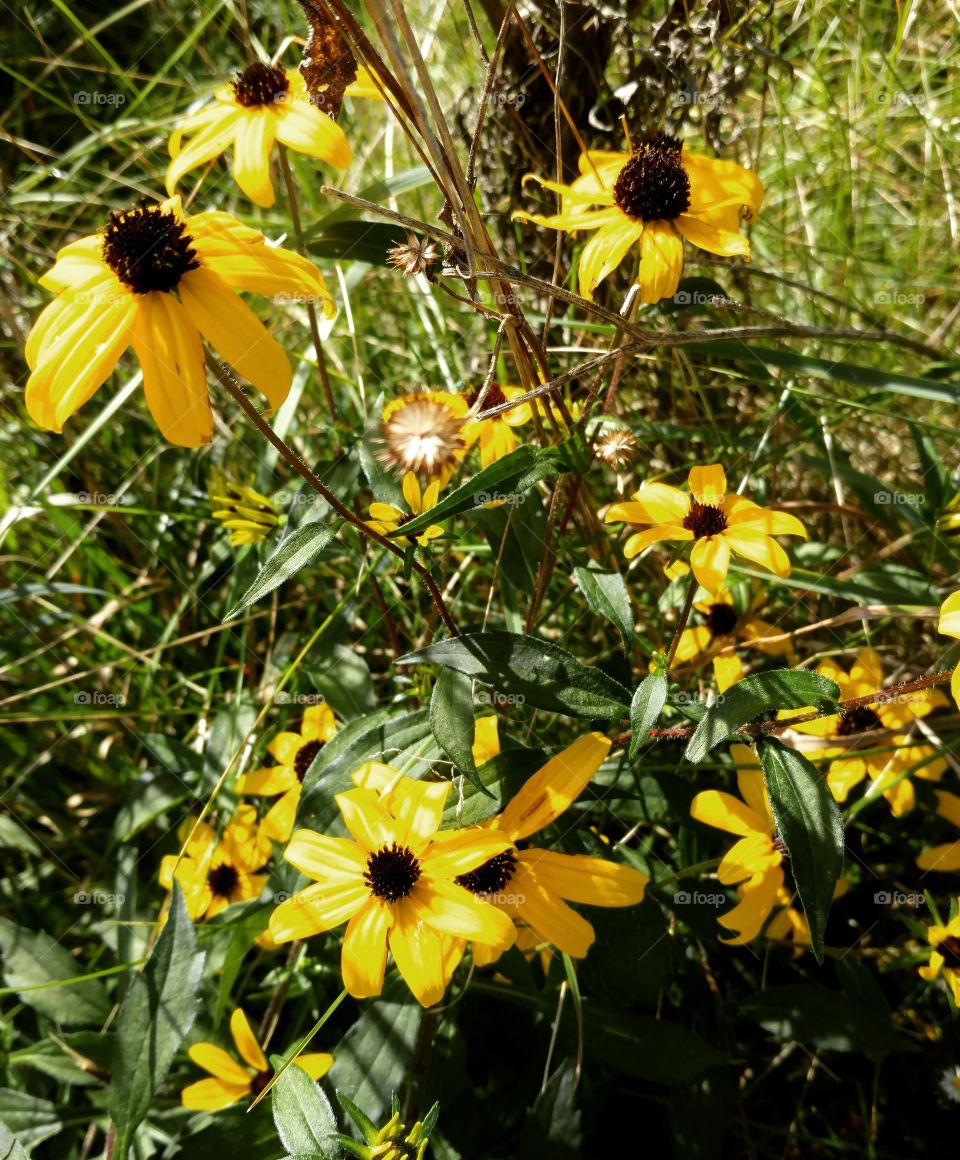 wild coneflower