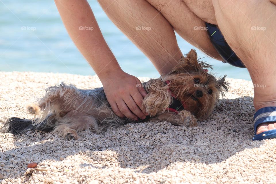 Dog at the beach