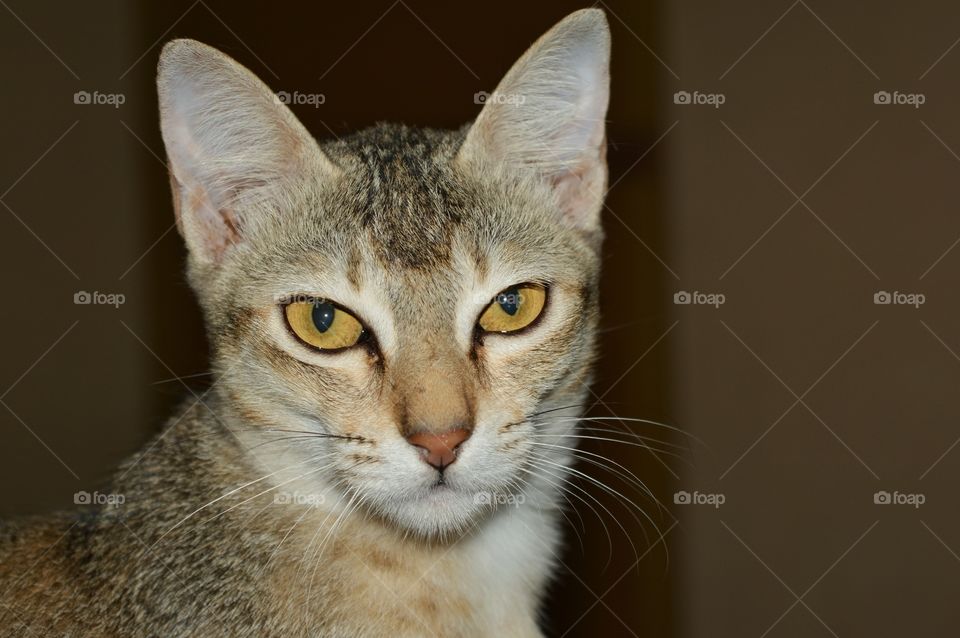 cutest pets in the world