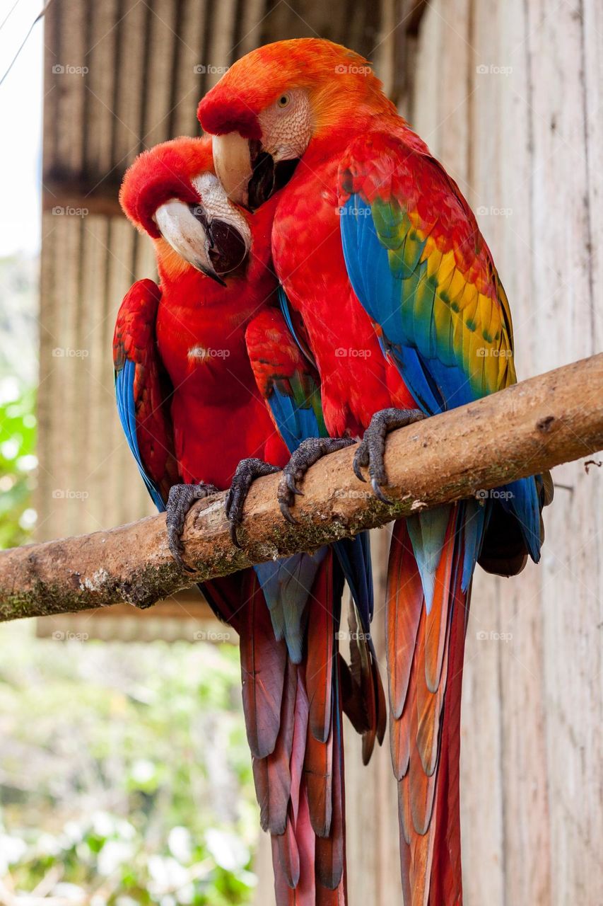 Two parrot in one stick