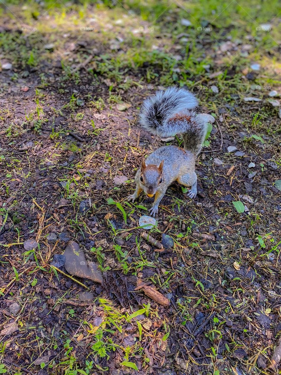 Squirrel on the ground 