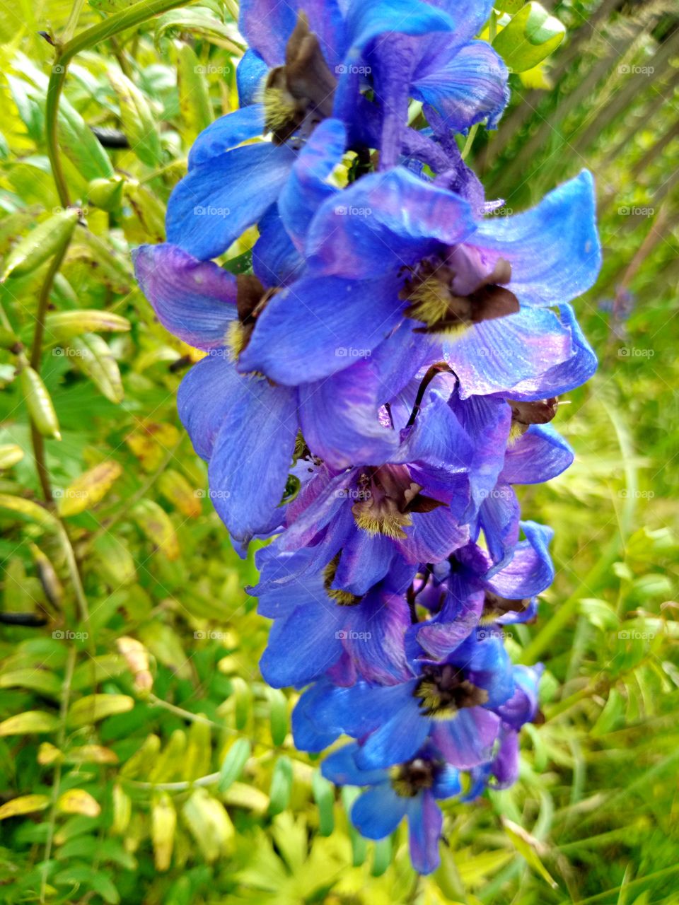 дельфиниум