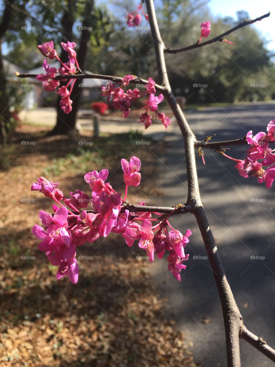 Early signs of spring mission