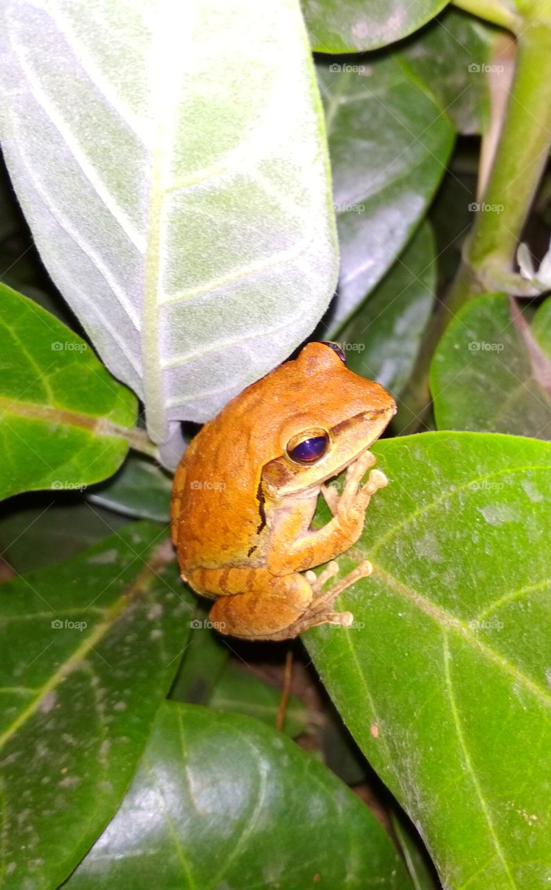 frog image