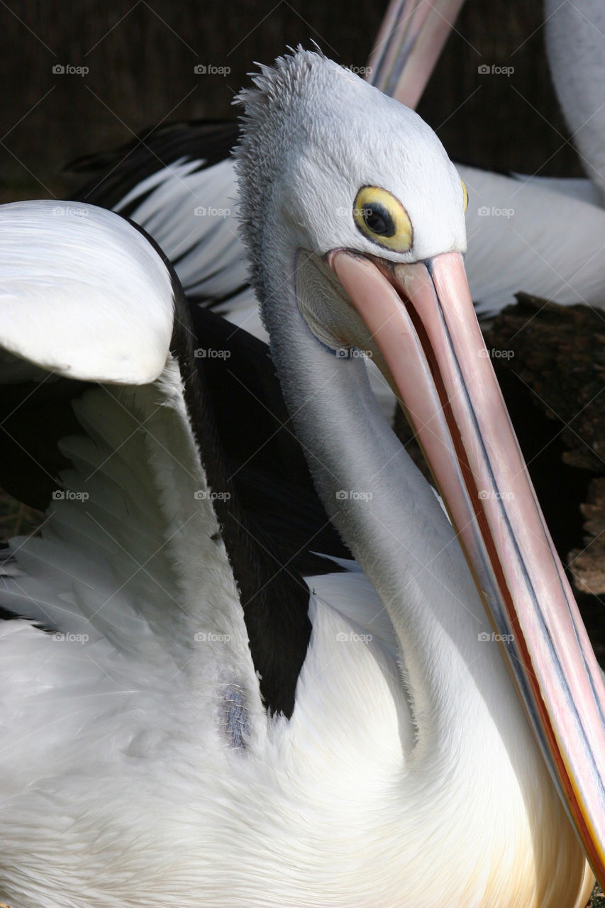 white black eye bird by kshapley