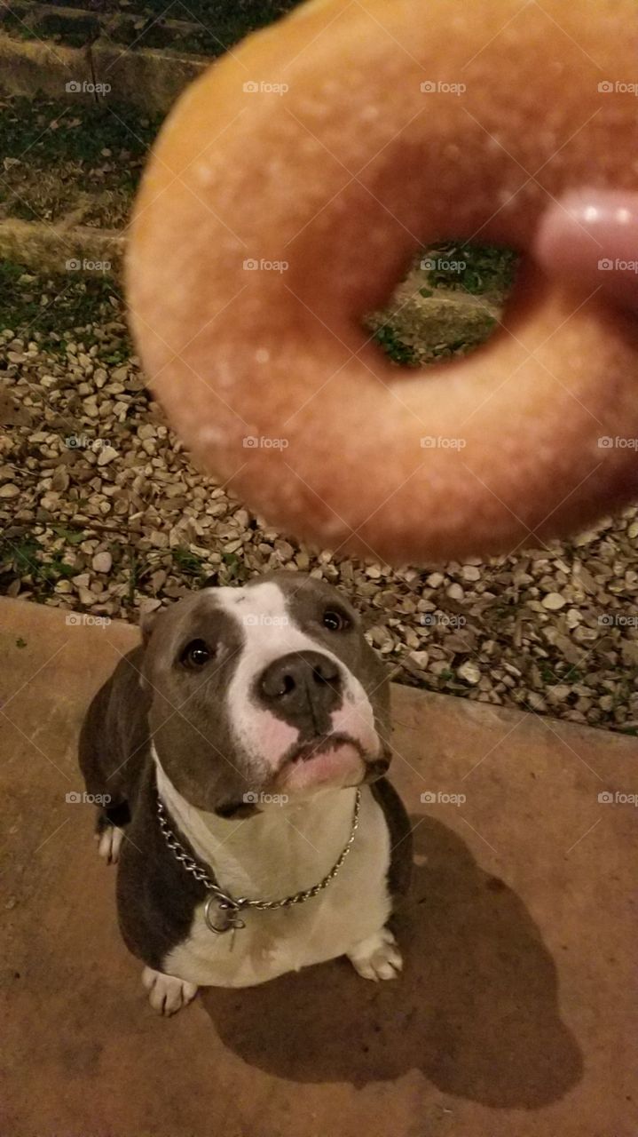 pitbull anxiously waiting for Krispy kreme donut