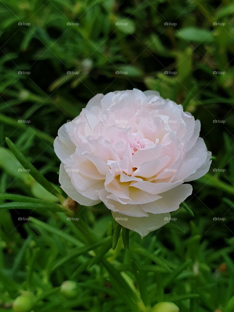 the Portulaca Grandiflora