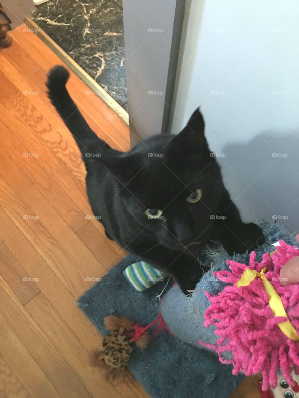 Black cat sharpening claws, standing on back legs. Wood floor.