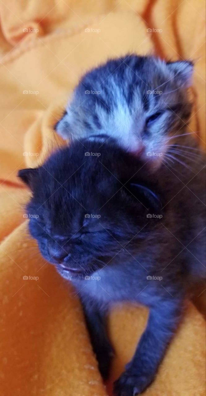 Tiny foster kittens look like they are laughing!