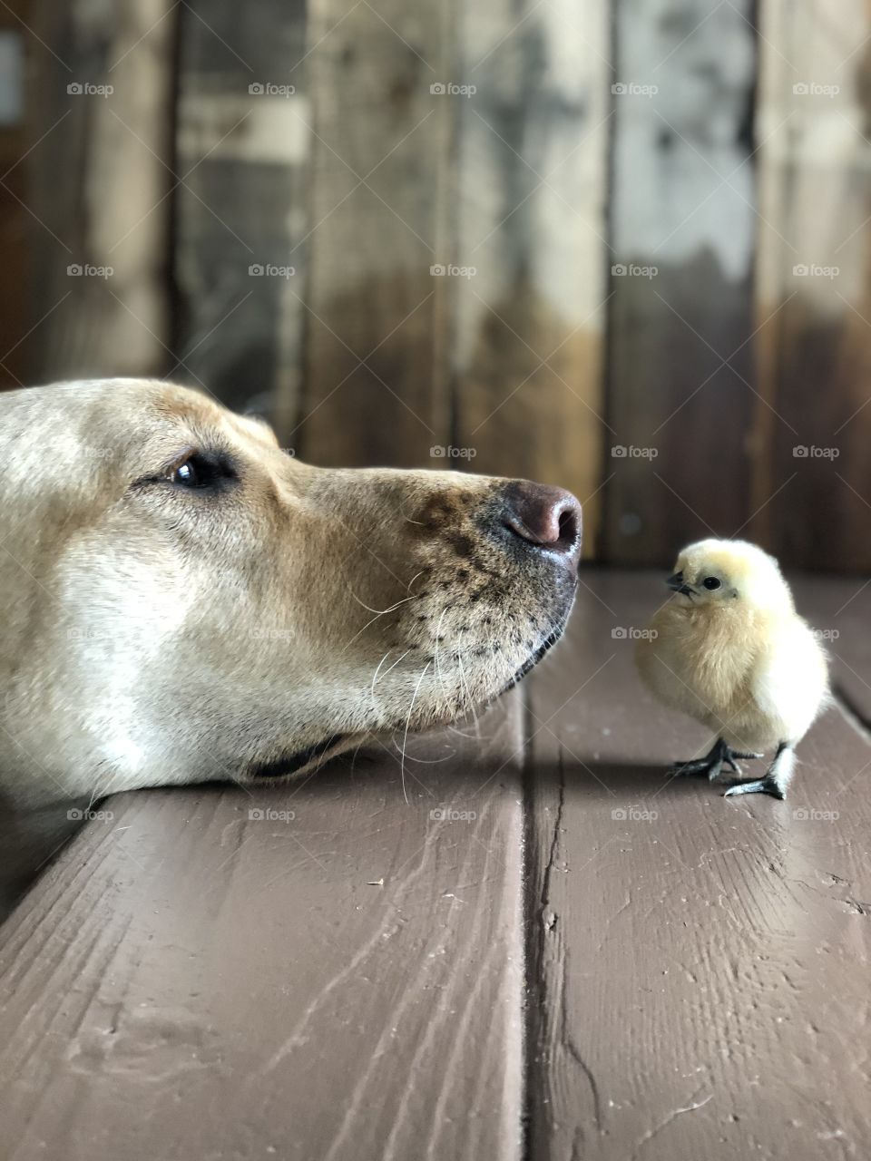 Curious pup looking at baby chic 