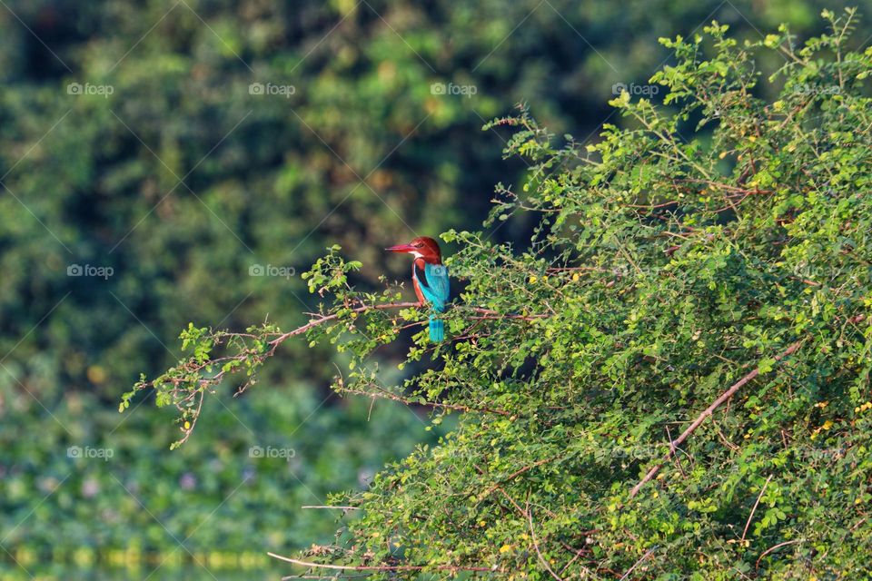 A vibrant White-throated Kingfisher perched gracefully on a leafy branch amidst lush greenery