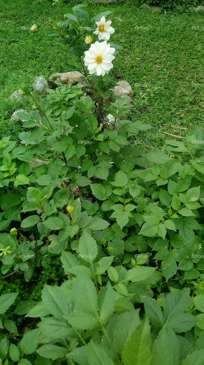 Flores Brancas Dahlia pinnata