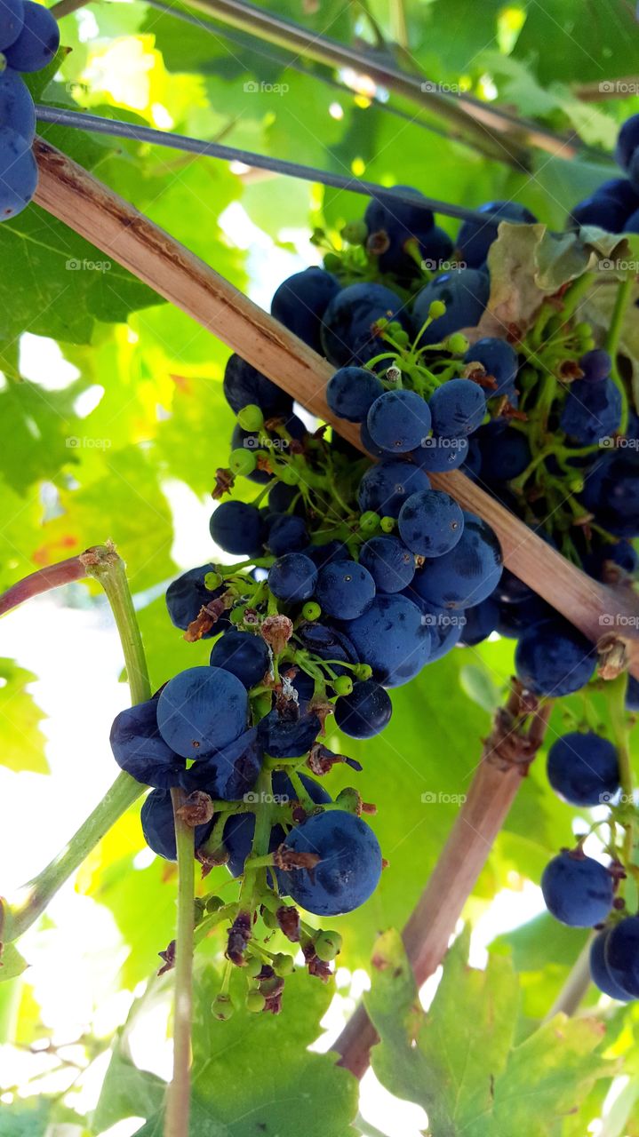 Close up of grapes in season at a Napa Valley Vineyard